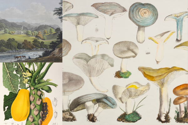 The Linnean Society of London COTM February