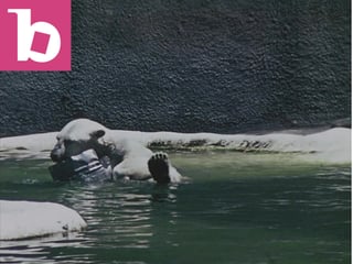 Animals in Water Youtube Thumnail