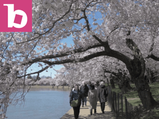 Robert Harding Collection